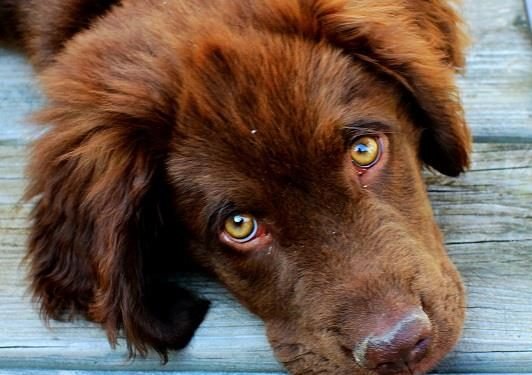 8 remedios naturales para resolver el estreñimiento canino