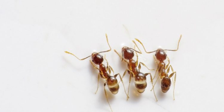 cómo sacar a las hormigas de casa