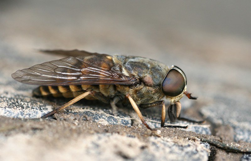 Botfly: insectos letales